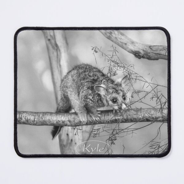 Item preview, Kyle the Brushtail Possum, Native Animal Rescue designed and sold by Dave Catley.