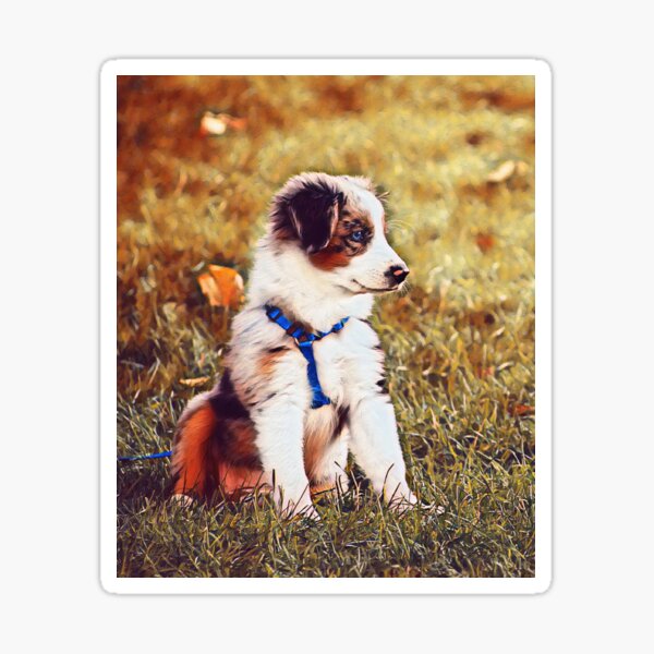 Artikel-Vorschau von Cute Australian Shepherd Puppy Sitting v3 Digital  Artwork, designt und verkauft von PawShow.