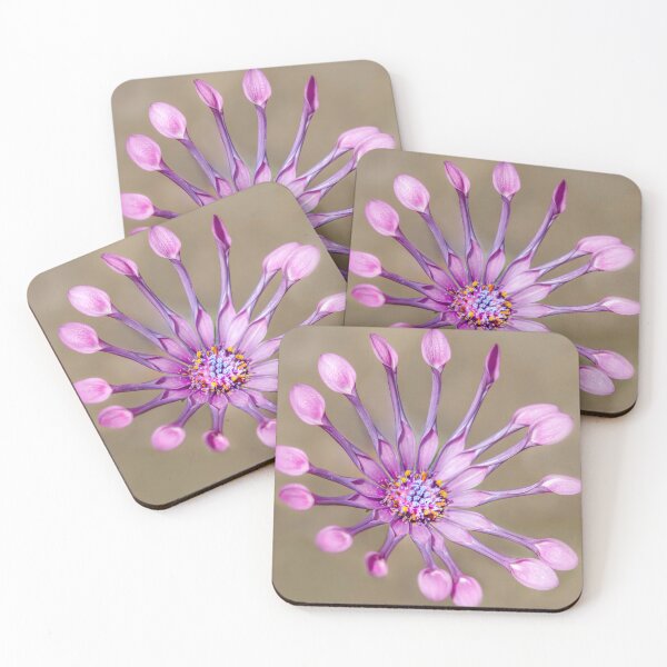 Item preview, Osteospermum Spider designed and sold by Josette Halls.