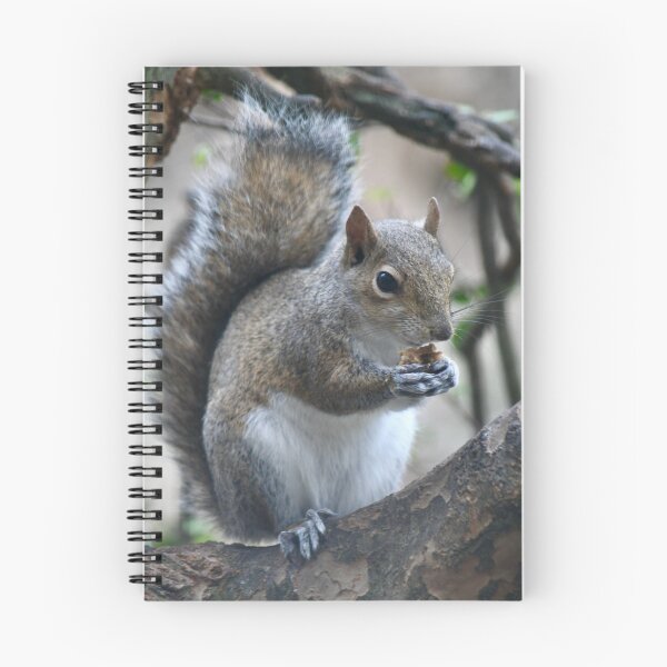 Item preview, Snack Time for Squirrel designed and sold by richardbryce.
