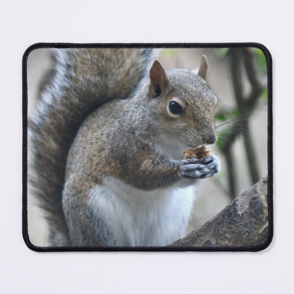 Item preview, Snack Time for Squirrel designed and sold by richardbryce.