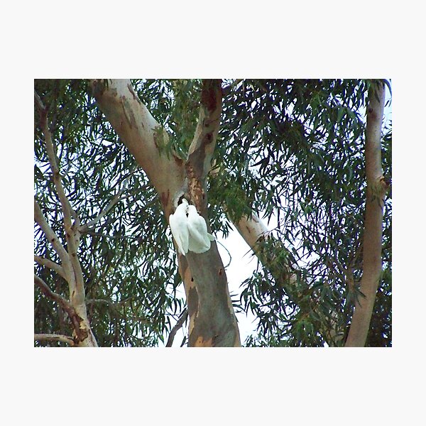 Nesting Photographic Print