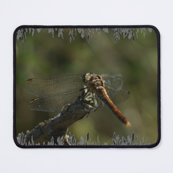 Item preview, Dragonfly Back designed and sold by Nicole Gath.