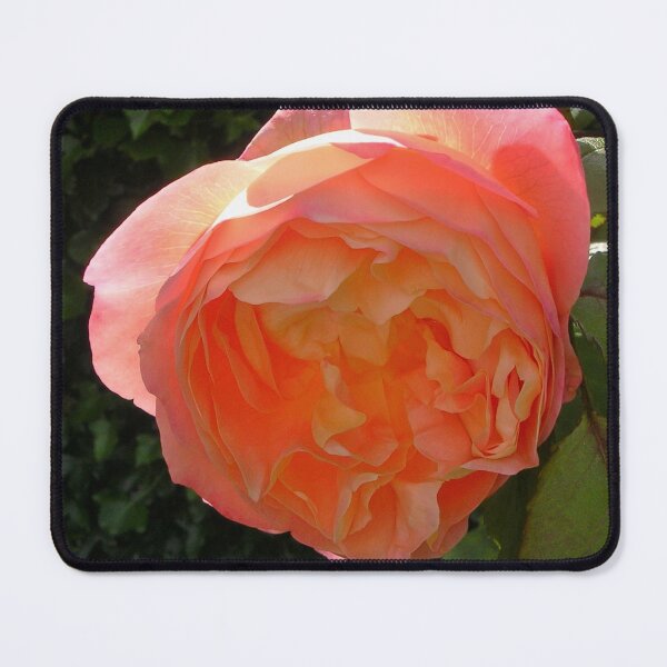 Item preview, Salmon-pink Rose designed and sold by lezvee.