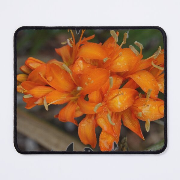 Item preview, Montbretia Coppertips designed and sold by Nicole Gath.