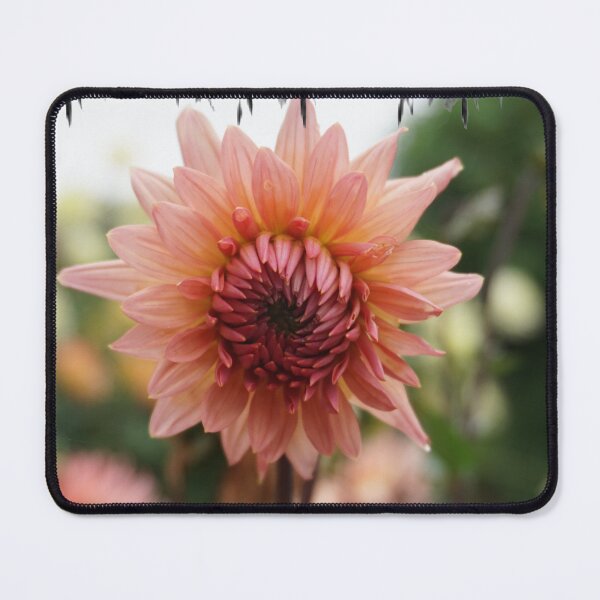Item preview, Pink Dahlia in Bloom designed and sold by Nicole Gath.