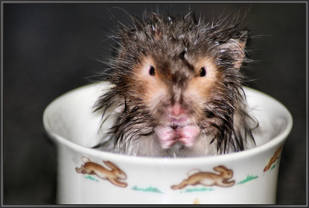 "Drowned Rat" by Cargomom Redbubble