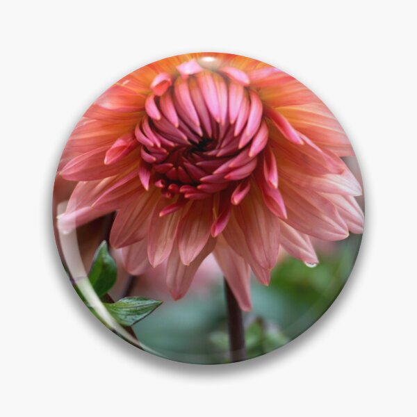 Item preview, Blush Dahlia designed and sold by Nicole Gath.