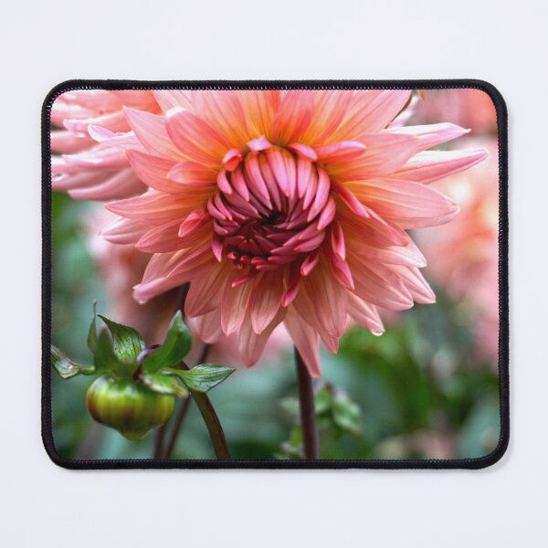 Item preview, Blush Dahlia designed and sold by Nicole Gath.