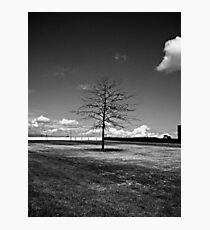 Lone Tree Photographic Print