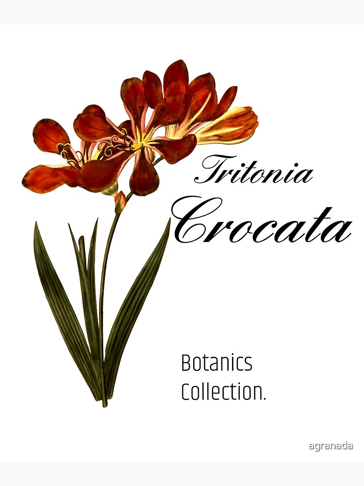 "Botanical illustration Tritonia crocata" Poster for Sale by agranada