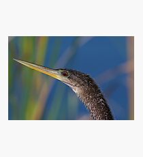 Anhinga Portrait Photographic Print
