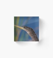 Anhinga Portrait Acrylic Block
