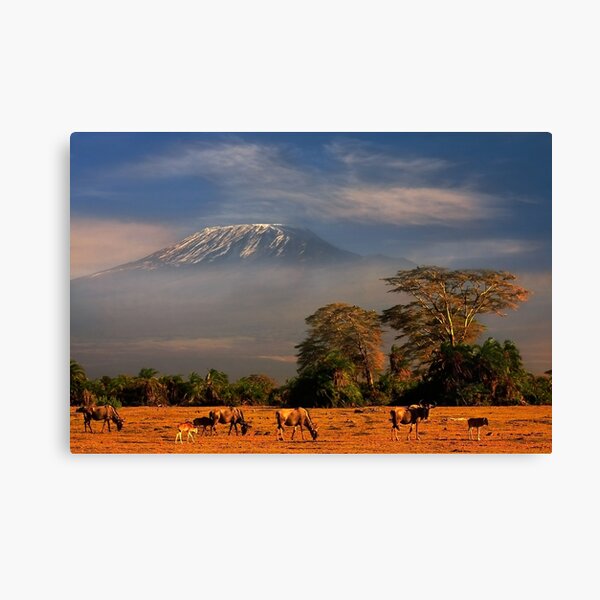 Kilimanjaro Early Morning Light Amboseli NP Kenya Africa. Canvas Print