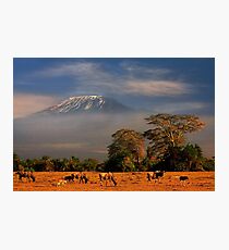 Kilimanjaro in early morning light, Amboseli National Park, Kenya, Africa. Photographic Print