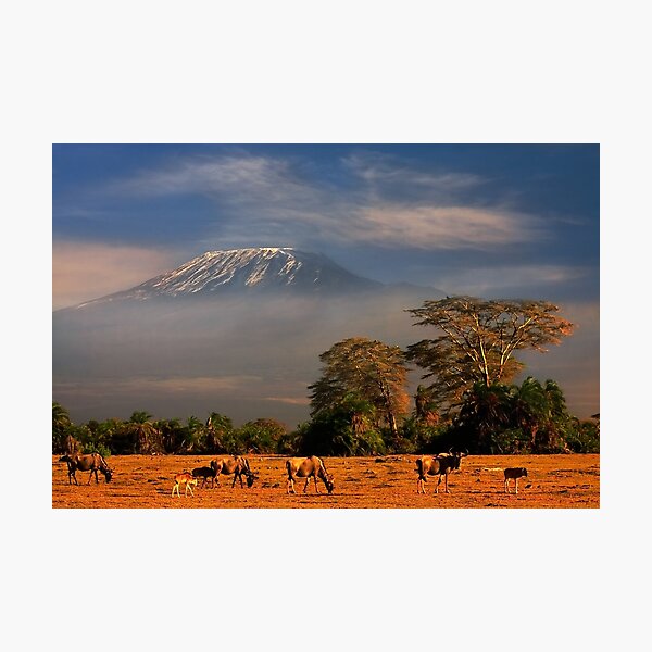 Kilimanjaro Early Morning Light Amboseli NP Kenya Africa. Photographic Print