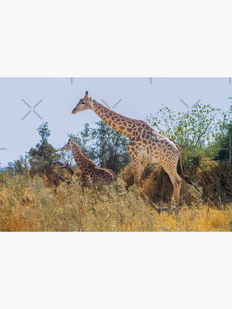 "Mom and baby giraffe in Botswana, Africa" Poster for Sale by