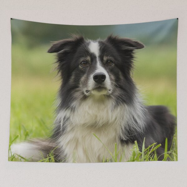 Item preview, Border Collies Art designed and sold by DesignVertex.