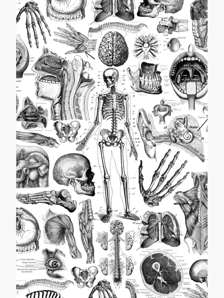 Human Anatomy White Print by adamcampen