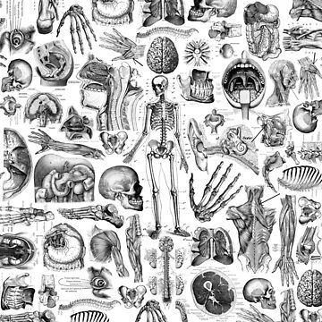 Artwork thumbnail, Human Anatomy White Print by adamcampen