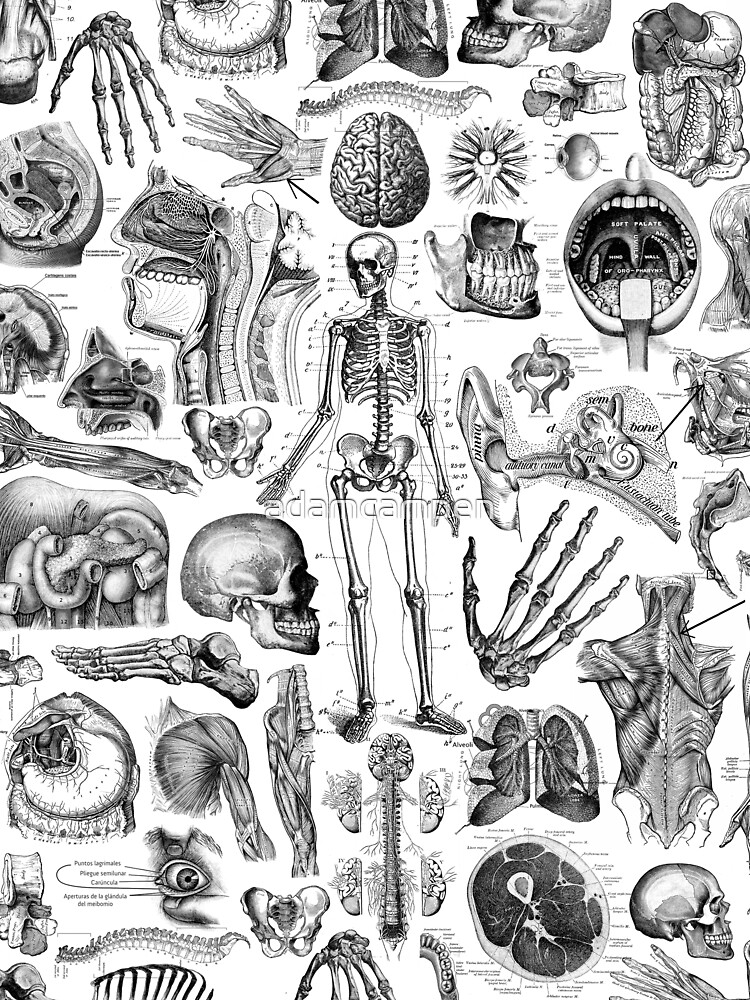 Human Anatomy White Print by adamcampen