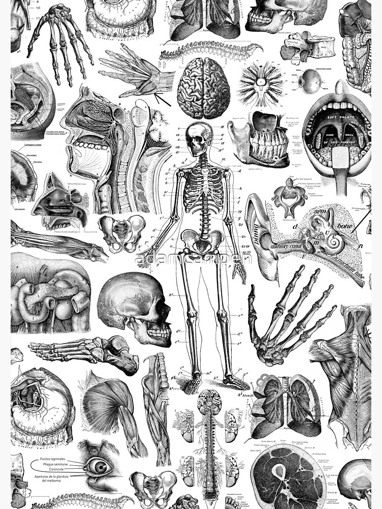 Human Anatomy White Print by adamcampen