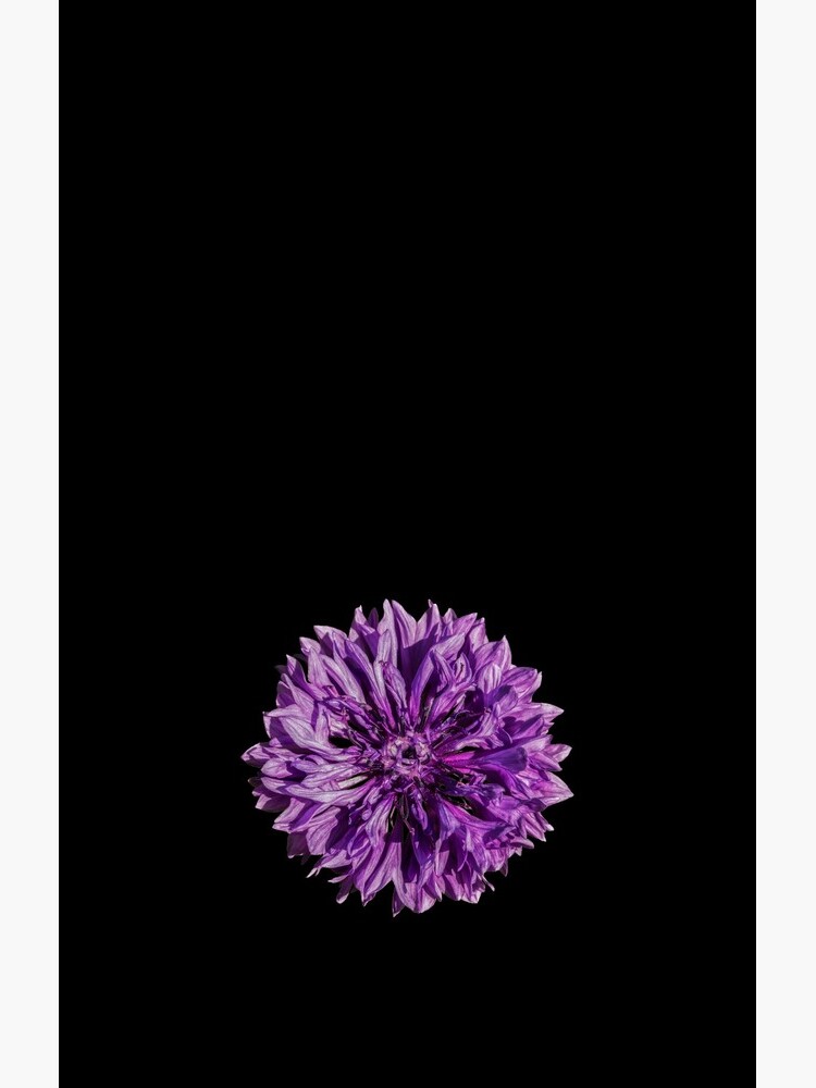 Purple cornflower by sadler2121