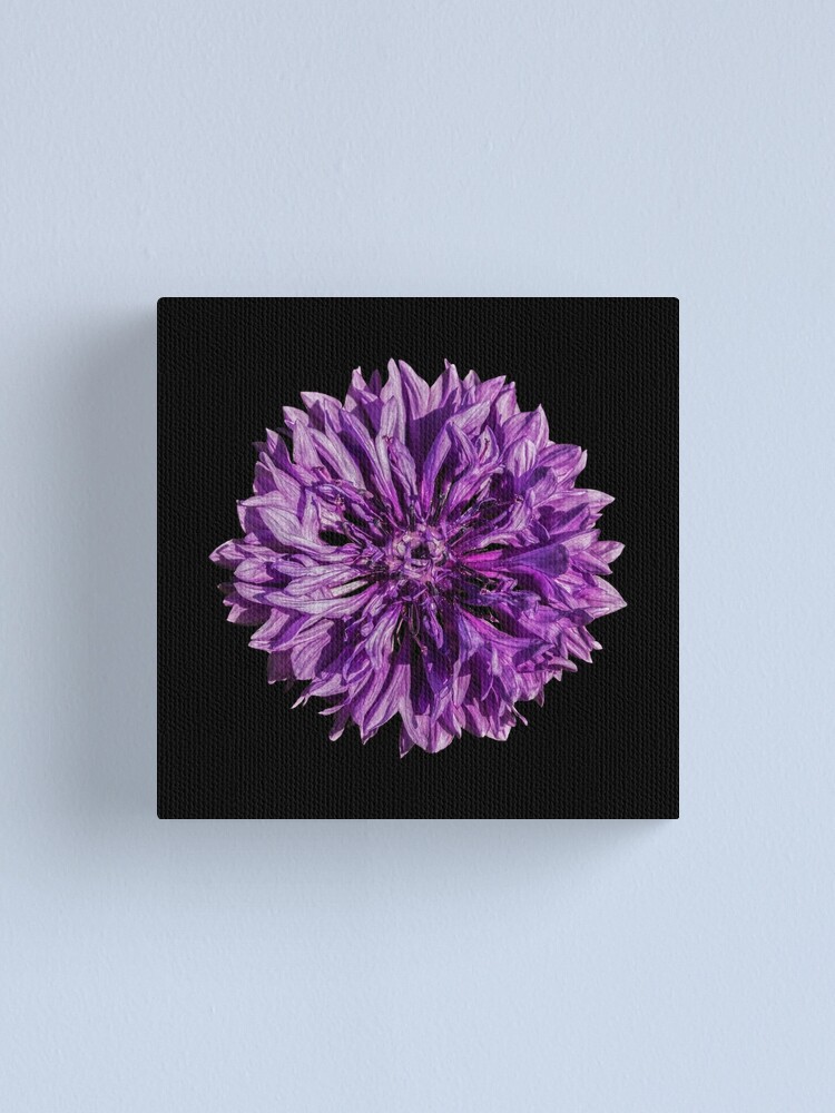 Alternate view of Purple cornflower Canvas Print