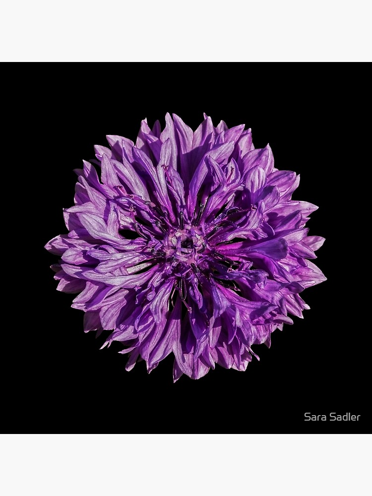 Purple cornflower by sadler2121