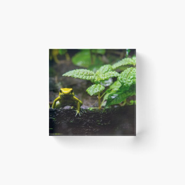 Item preview, I'm frog. Who are you? designed and sold by Gabriele Maurus.
