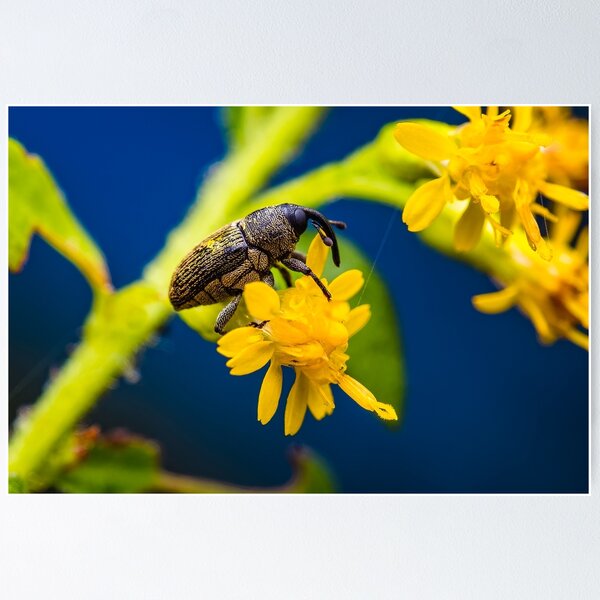 Item preview, Weevil - Curculionoidea designed and sold by AronsTinySafari.