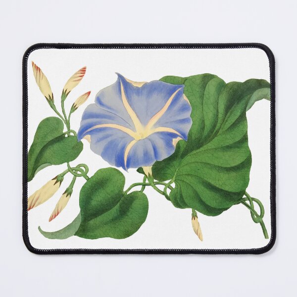 Item preview, Ipomea Vintage illustration designed and sold by philozei.
