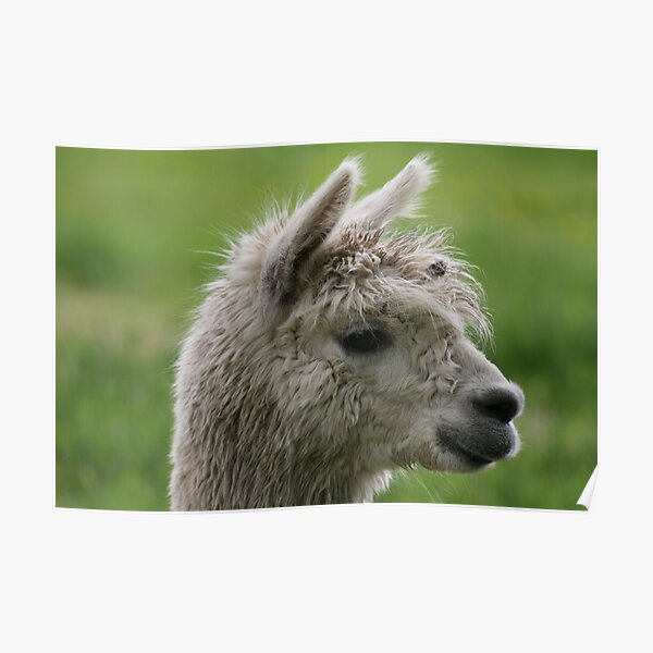 Alpacabagthen Poster