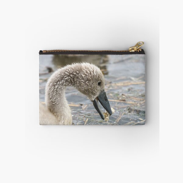 Item preview, Cygnet hambriento designed and sold by GreyFeatherPhot.