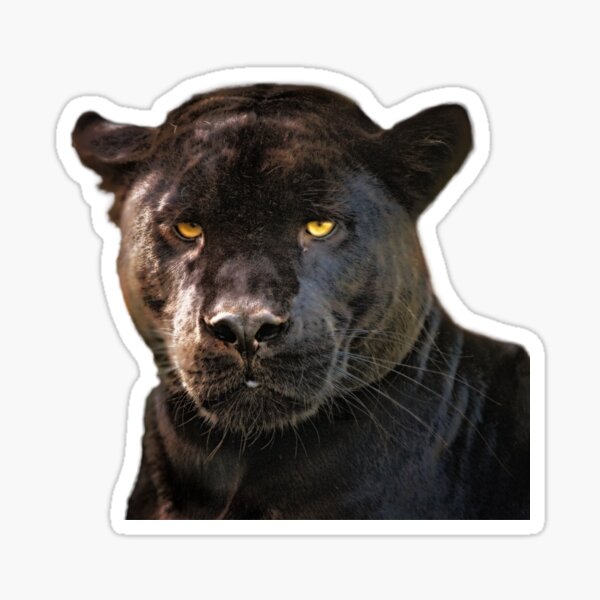 Black Panther Black Panther