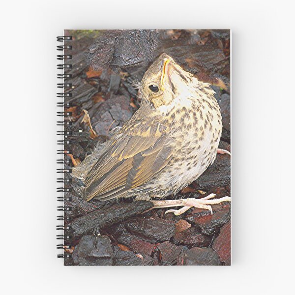 Item preview, Baby Thrush.......Have you seen my Mummy.........? designed and sold by Roy  Massicks.