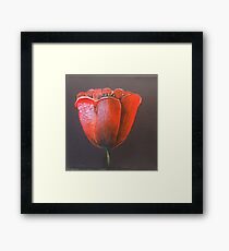 Red Tulip Framed Print
