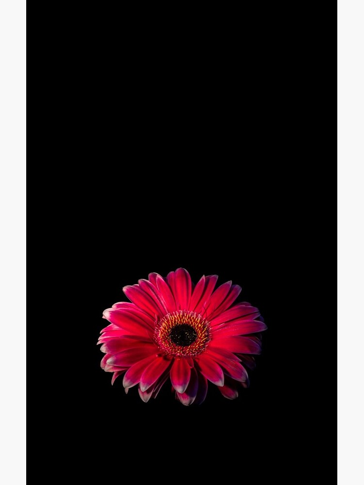 Close up of a red Gerbera Flower by sadler2121