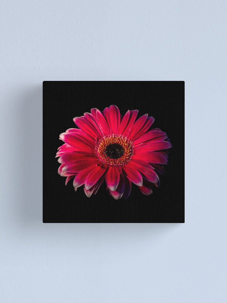 Alternate view of Close up of a red Gerbera Flower Canvas Print