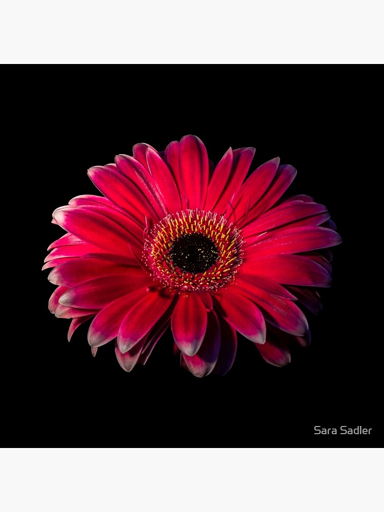 Close up of a red Gerbera Flower by sadler2121