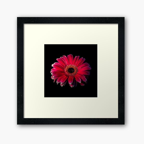 Close up of a red Gerbera Flower Framed Art Print