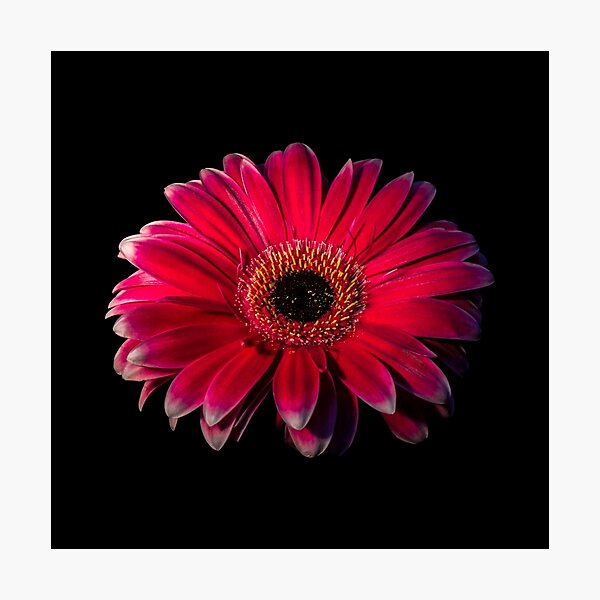 Close up of a red Gerbera Flower Photographic Print