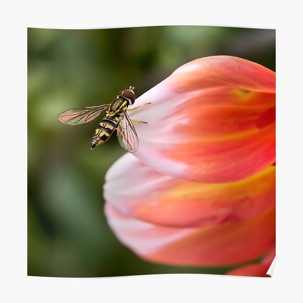 Hoverfly on dahlia petal Poster