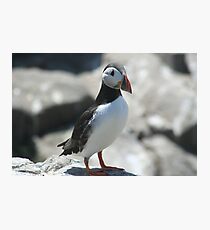 Puffin Photographic Print
