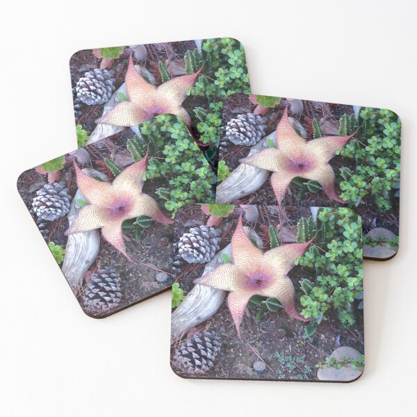 Item preview, Flower Bloom of Cactus Huernia thuretii designed and sold by Carlo Varo.