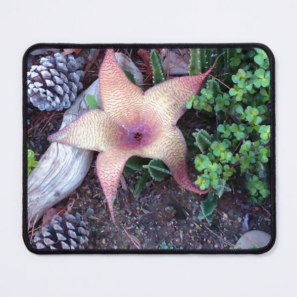 Item preview, Flower Bloom of Cactus Huernia thuretii designed and sold by Carlo Varo.