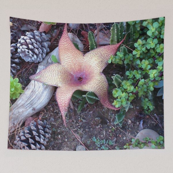 Item preview, Flower Bloom of Cactus Huernia thuretii designed and sold by Carlo Varo.