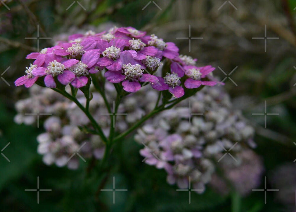 “Purple Yarrow” by Rachel Leigh | Redbubble