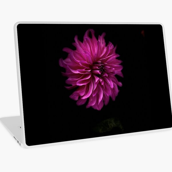 Wild fuchsia dahlia Laptop Skin