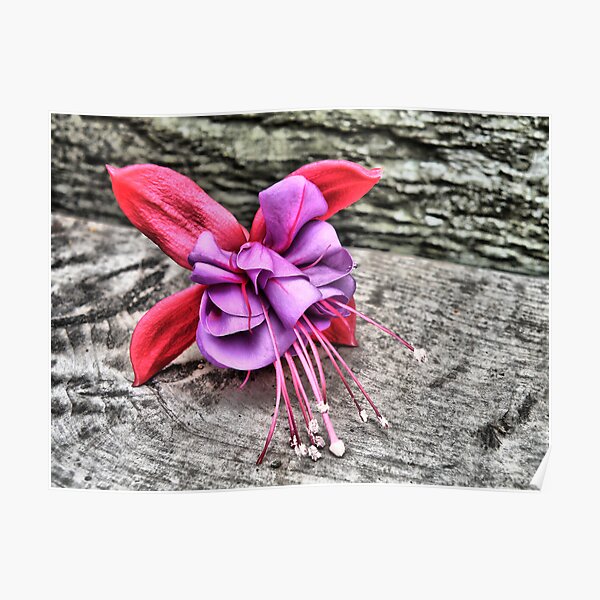 Fuchsia Poster